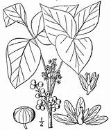 Ivy Coloring Pages  Best For Kids sketch template