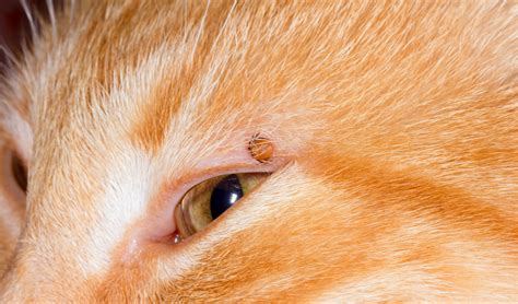 Tick Infestation in Cats | PetCoach