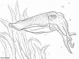 Common Cuttlefish Coloring Page sketch template