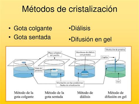 PPT - DESCUBRIENDO LA ESTRUCTURA DE LAS PROTEÍNAS Lucía Pérez Coello ...