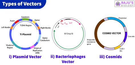 Cloning Vector Definition, Features and Types - Rajus Biology