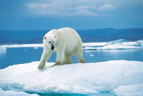 Smithsonian Insider – Polar bears in a warming world: Q&A with Don ...