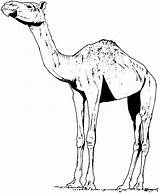 Free Camel Coloring Pages sketch template