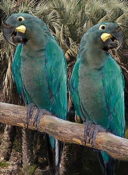 Glaucous Macaws - Endangered - from South America | Birds, Pet birds