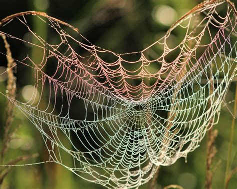 Photo entered in Cobwebs (no spiders) | Photocrowd photo competitions & community site