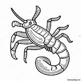 Realistic Scorpion Coloring Page  Pagescom sketch template