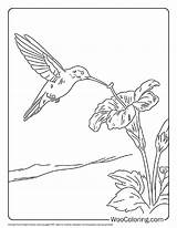 100  Hummingbird coloring Pages Free PDF To Print Woo Coloring sketch template