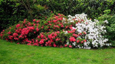 10 Invasive Plants That can Ruin your Garden | Beautiful Boundaries