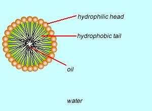 Chemistry - cosmetics- emulsifiers