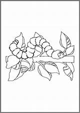 Caterpillar coloring Pages Free printable PDF  TotalColoringCom sketch template