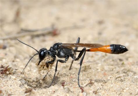 Other Wasp Species - Napa County Mosquito Abatement District