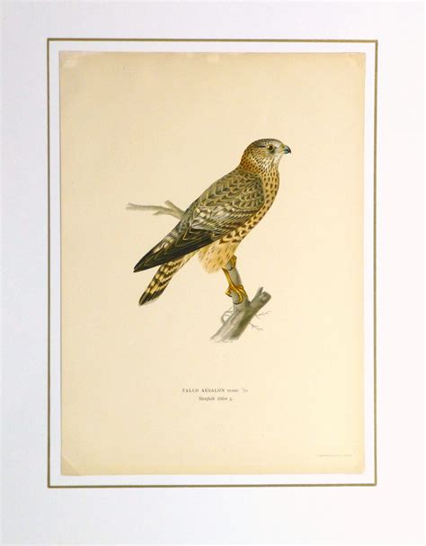 Merlin Falcon Print, 1929 - Original Art, Antique Maps & Prints