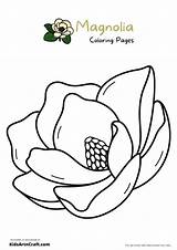 Magnolia Flower Coloring Page sketch template