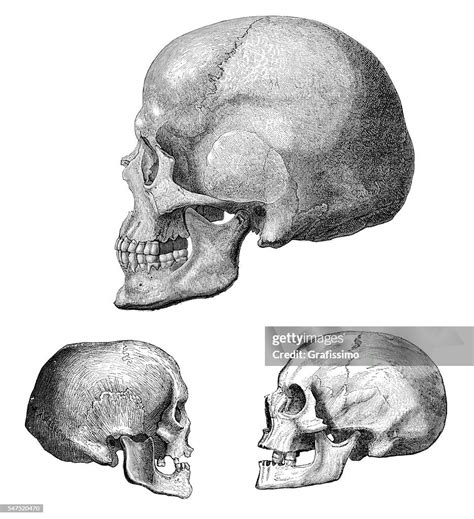 Different Human Skull Of Cromagnon 1880 High-Res Vector Graphic - Getty Images
