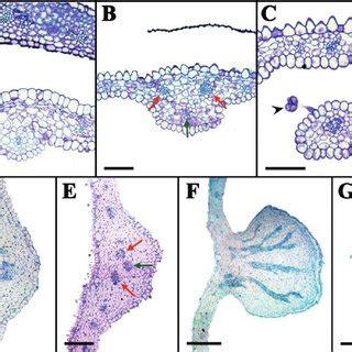 Ascending series of anatomical fl ower cross sections showing... | Download Scientific Diagram