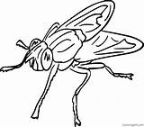 Fly Coloring Pages  Coloring Cool sketch template