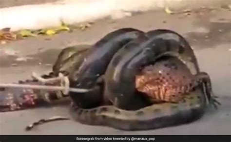 Anaconda Attacks Alligator Viral Video: Anaconda Tries To Swallow ...