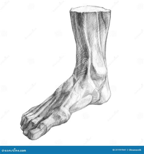 Muscles of the Human Foot Pencil Drawing Stock Illustration - Illustration of human, limb: 31191941