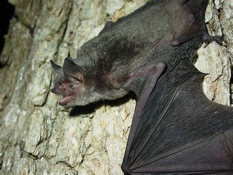 USFWS: Photos of the gray bat | Endangered species, Endangered, Bat