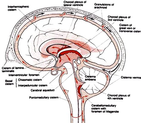 Basal Cisterns Anatomy