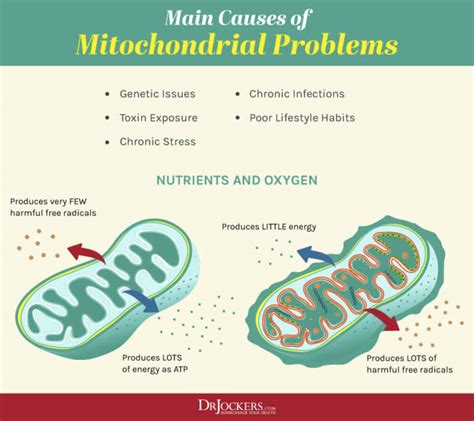 Mitochondrial Health: 5 Ways to Improve Cellular Energy