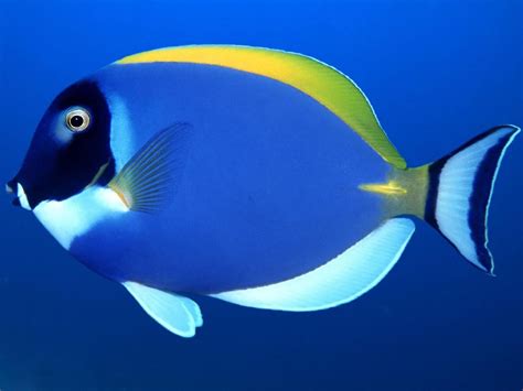 hd wallpaper for blue fish animal | Free wallpapers | Fish, Fish pet, Animal pictures