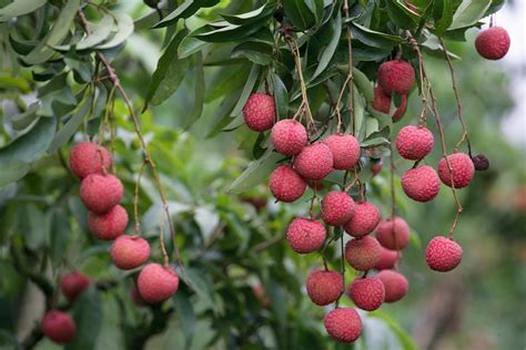 Tips for Growing Lychees | Garden lovers