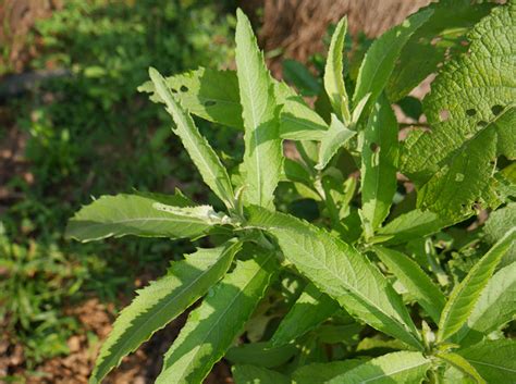 Phillipines, Urinary Tract Infection, Vegetable Garden Design, Lower ...