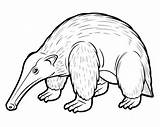 Anteater Coloring Pages sketch template