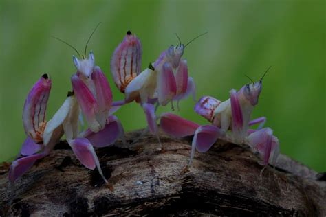 9 Orchid Mantis Facts - Fact Animal