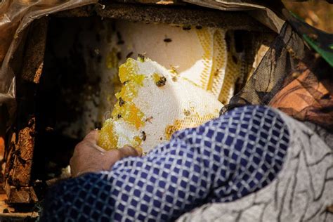 Honey harvesting season stock photo. Image of honey - 113705762