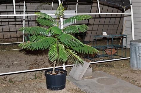 royal poinciana bonsai project in the Southwest Gardening forum ...