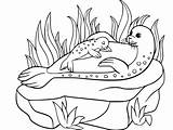 Dibujos De Foca Para Colorear E Imprimir – ColoringLib sketch template