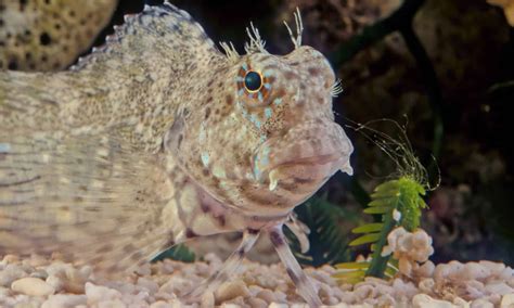 Blenny On Land Walking Fish