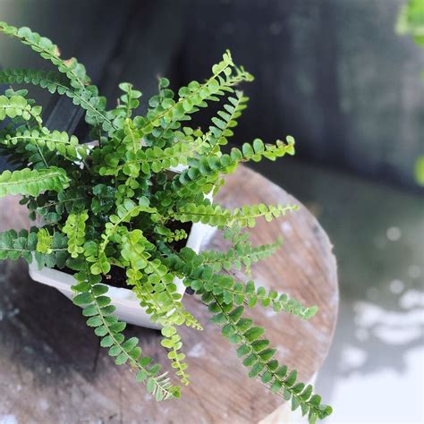 Beautiful Ferns You Can Grow In Your House