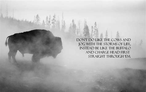 Be like the buffalo | Inspirational quotes background, Storm quotes, Spirit animal quotes