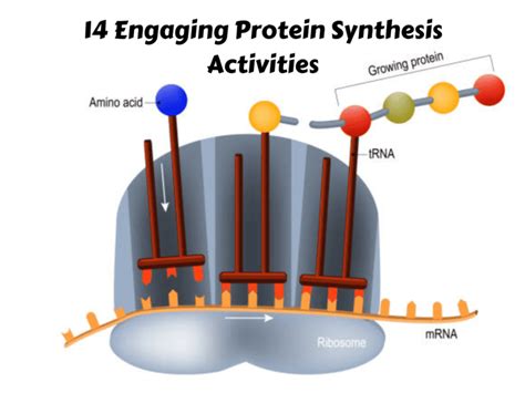 14 Engaging Protein Synthesis Activities - Teaching Expertise