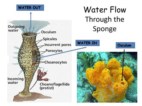 Sea Sponges: Characteristics, reproduction, uses and more.....