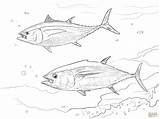50  Tuna Coloring Pages Free Printable PDF JPG PNG & Online sketch template