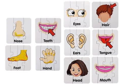 Body Parts Jigsaw Puzzle Printable - Printable Templates