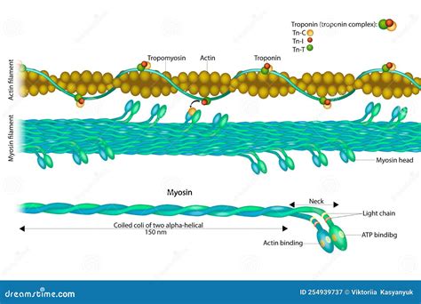 Actin Filament And Myosin Filament. Structure Myosin. Muscle Actin ...