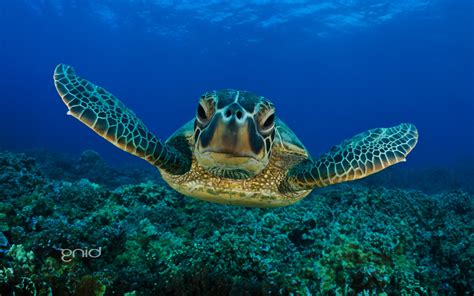 sea, Nature, Animals, Underwater, Turtle Wallpapers HD / Desktop and Mobile Backgrounds