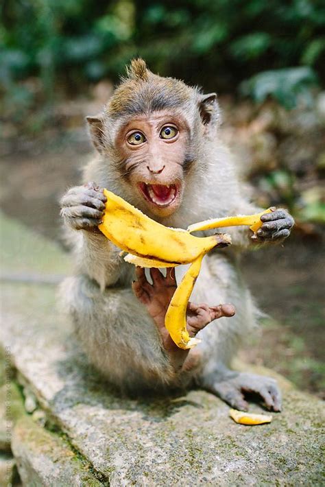 "Expressive Monkey Eating Banana" by Stocksy Contributor "Cameron ...