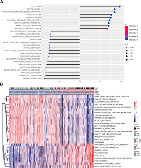 Frontiers | Ubiquitin-proteasome system-based signature to predict the prognosis and drug ...