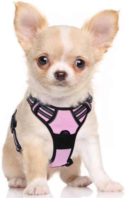 Chihuahua Harness Amazon - Pets Lovers