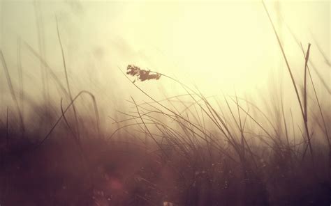 Grass silhouette, simple background, nature HD wallpaper | Wallpaper Flare