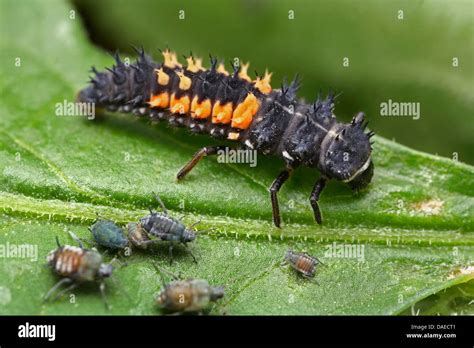 ladybird, ladybird beetle, lady beetle, ladybug (Coccinellidae Stock ...