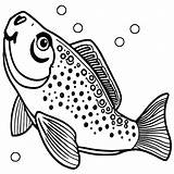 Rainbow Trout Drawing Sketch Coloring Page sketch template