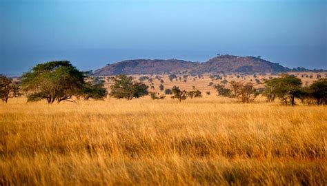 Las Sabanas, Origen, Ubicación, Características, Clima, Plantas, Animales