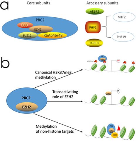 Oncotarget | Functional and therapeutic significance of EZH2 in ...